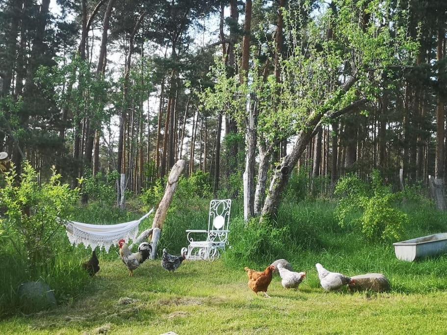 Gaestesuite Am Waldrand, Ausstieg Auf Zeit ハイデブリック エクステリア 写真